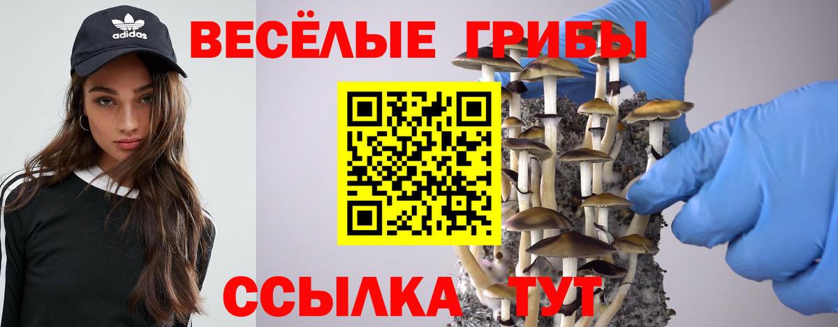 Пугачёв  Галлюциногенные грибы Cubensis  Вход с VPN 